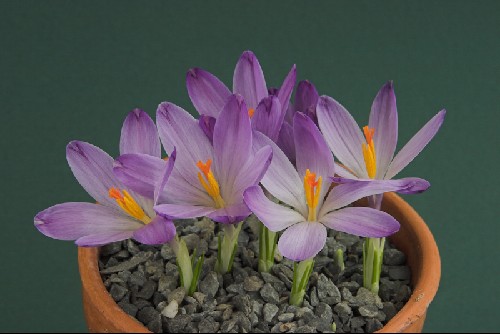 Crocus veluchensis